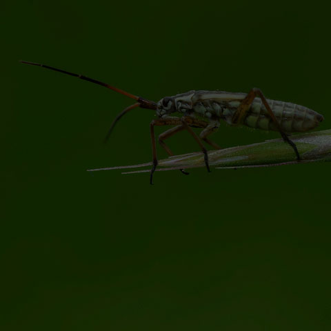 Meadow Plant Bug