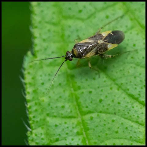 Obscure Plant Bug