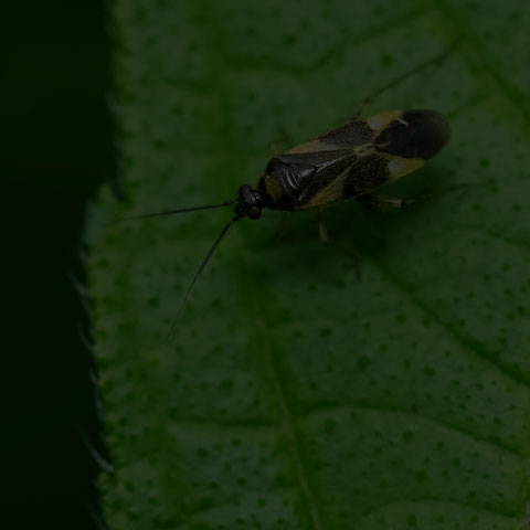 Obscure Plant Bug