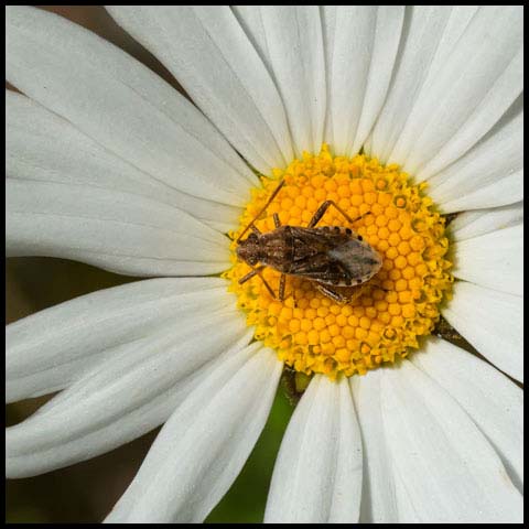 Scentless Plant Bug