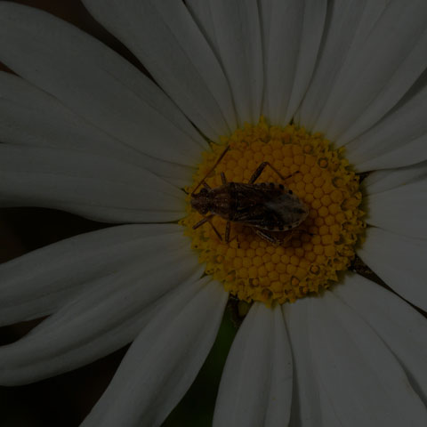 Scentless Plant Bug