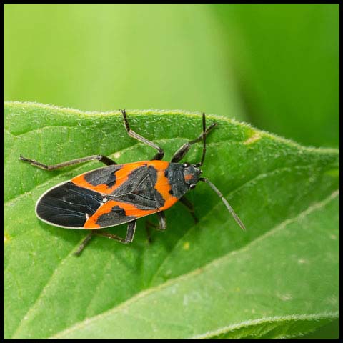 Small Milkweed Bug