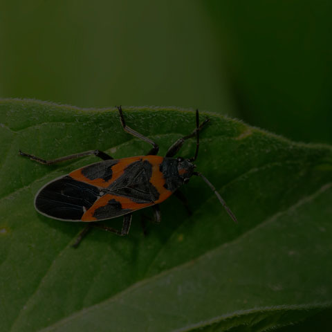 Small Milkweed Bug