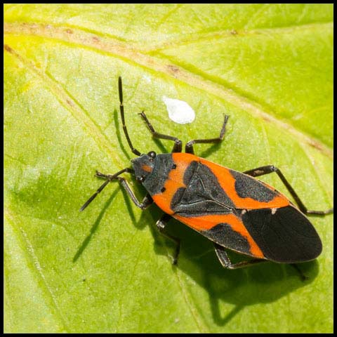 Small Milkweed Bug