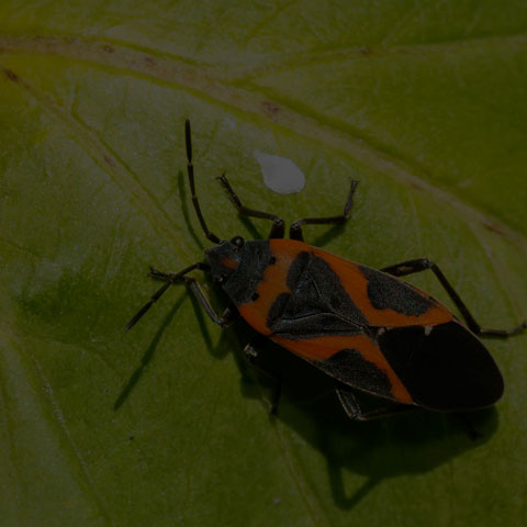 Small Milkweed Bug