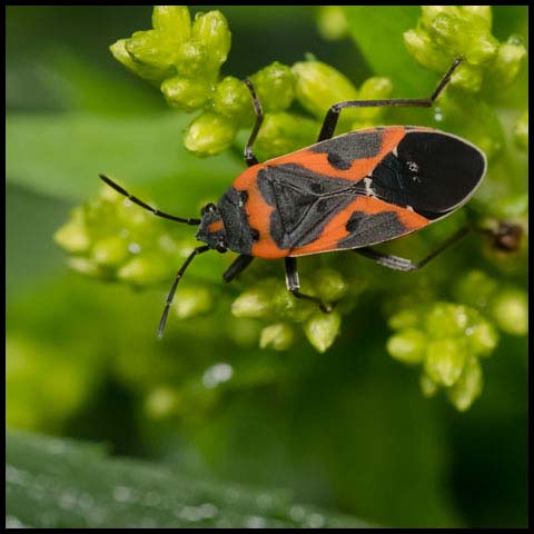 Small Milkweed Bug