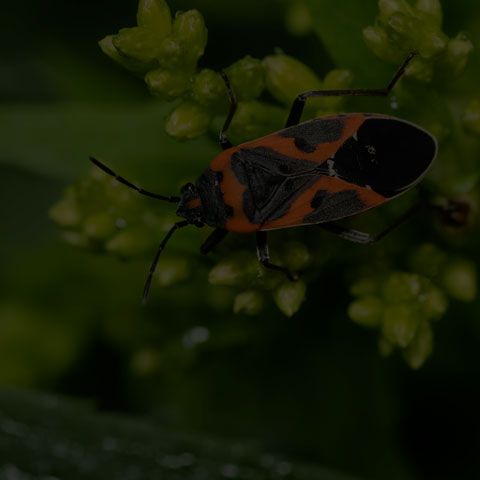 Small Milkweed Bug