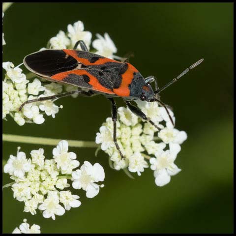 Small Milkweed Bug