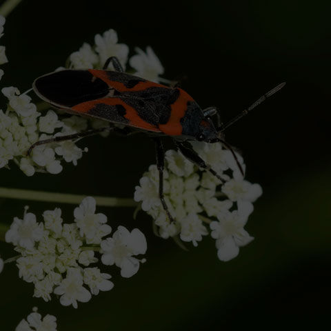 Small Milkweed Bug