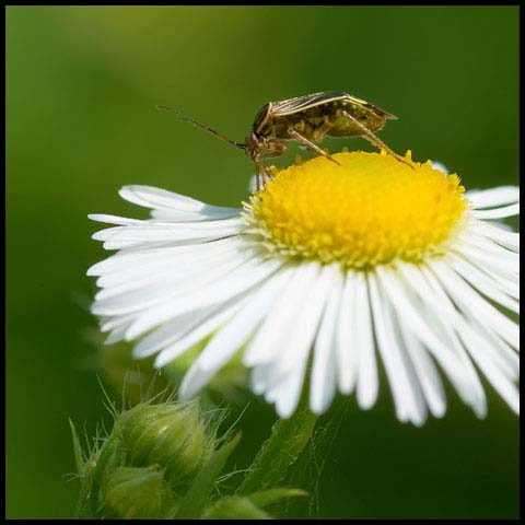 Tarnished Plant Bug