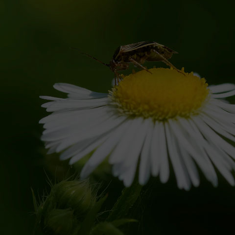 Tarnished Plant Bug