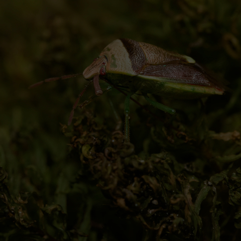 Bald Stink Bug