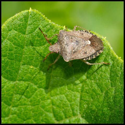 Dusky Stink Bug