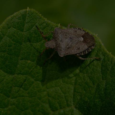 Dusky Stink Bug
