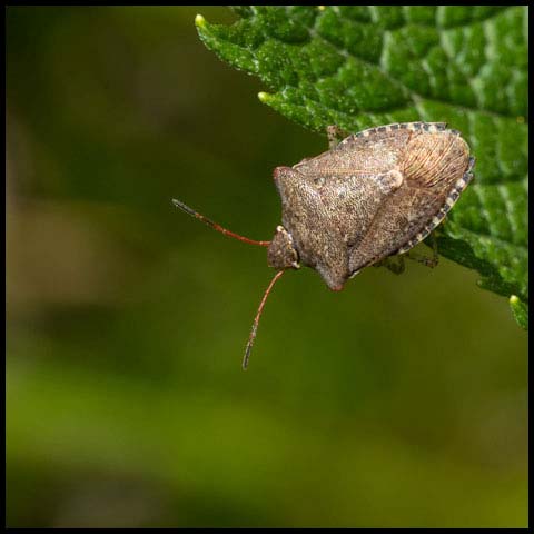 Dusky Stink Bug