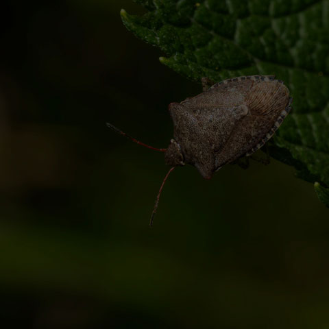 Dusky Stink Bug
