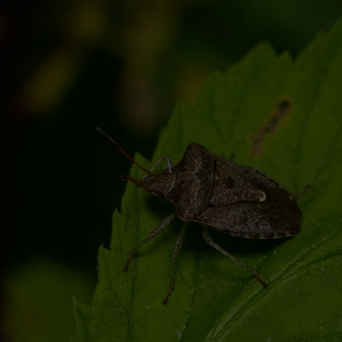 Dusky Stink Bug