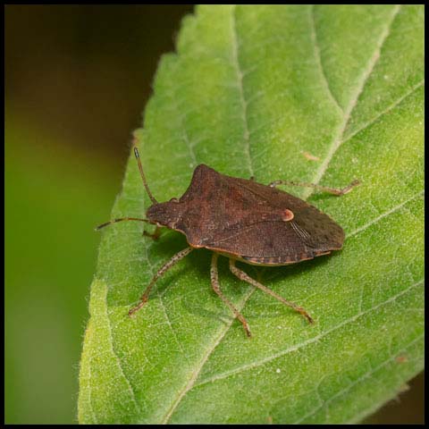 Dusky Stink Bug