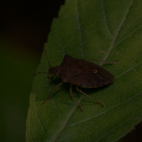 Dusky Stink Bug