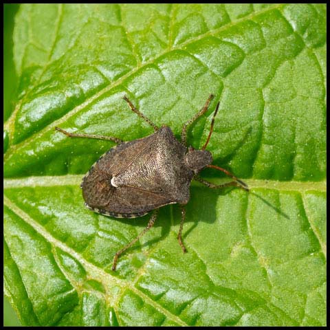 Dusky Stink Bug
