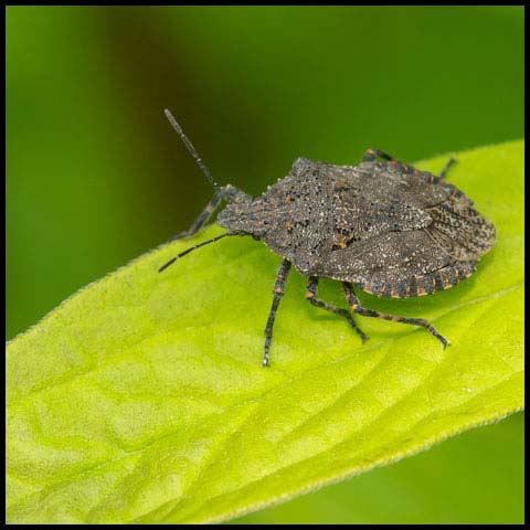 Four-humped Stink Bug