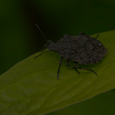 Four-humped Stink Bug