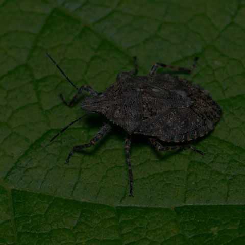Four-humped Stink Bug