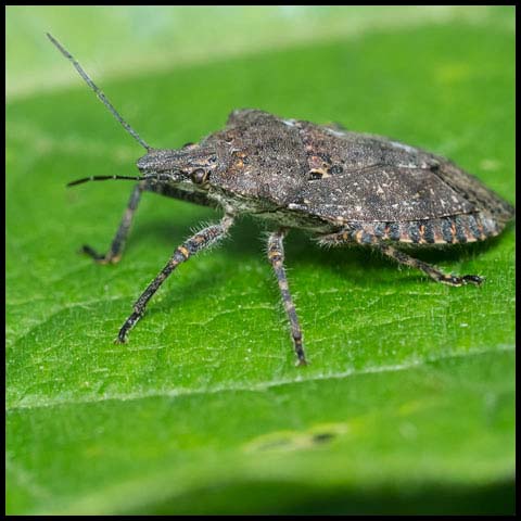 Four-humped Stink Bug
