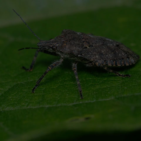Four-humped Stink Bug