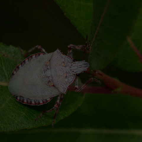 Four-humped Stink Bug