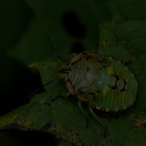 Green Stink Bug