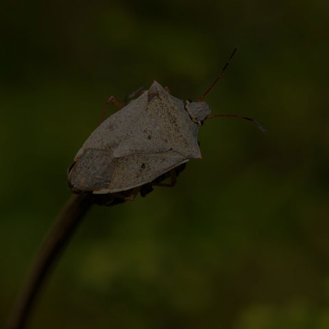 One-spotted Stink Bug
