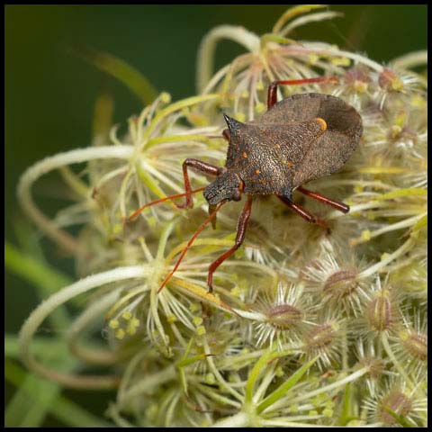 Spiny Shield Bug