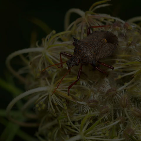 Spiny Shield Bug