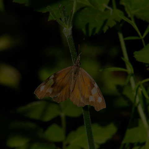 American Snout