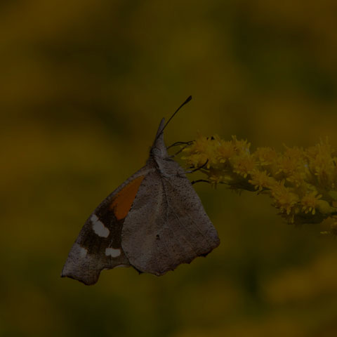 American Snout