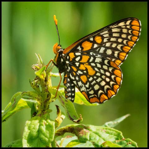Baltimore Checkerspot