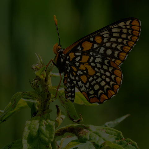 Baltimore Checkerspot