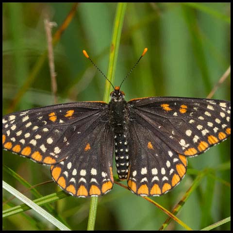 Baltimore Checkerspot