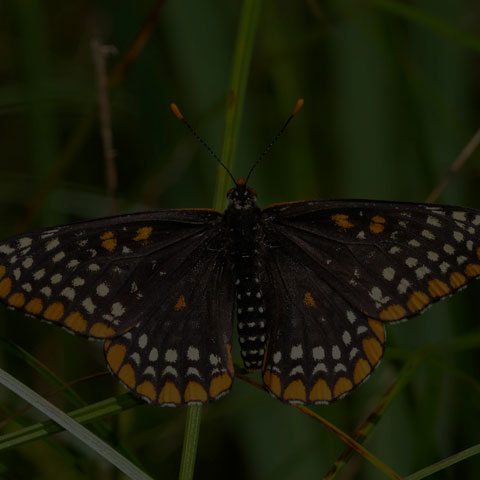 Baltimore Checkerspot