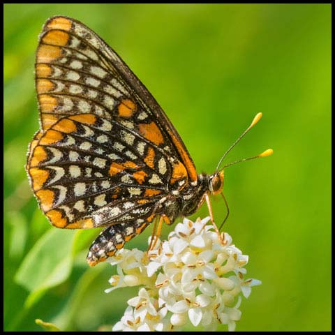 Baltimore Checkerspot