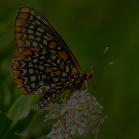 Baltimore Checkerspot