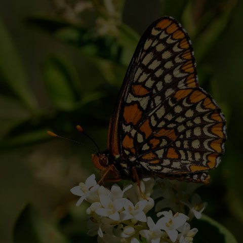 Baltimore Checkerspot