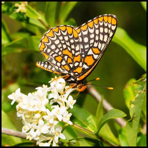 Baltimore Checkerspot