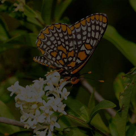 Baltimore Checkerspot