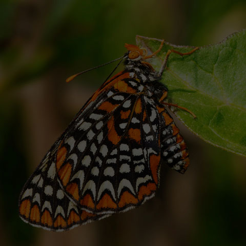 Baltimore Checkerspot