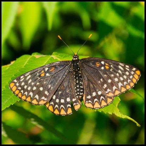 Baltimore Checkerspot