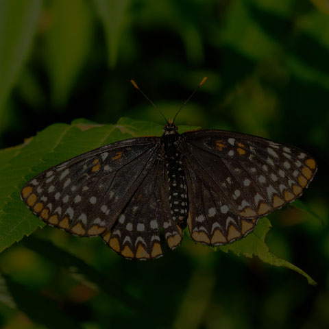 Baltimore Checkerspot