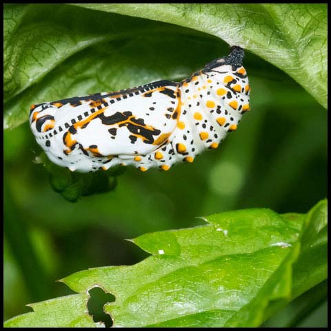 Baltimore Checkerspot