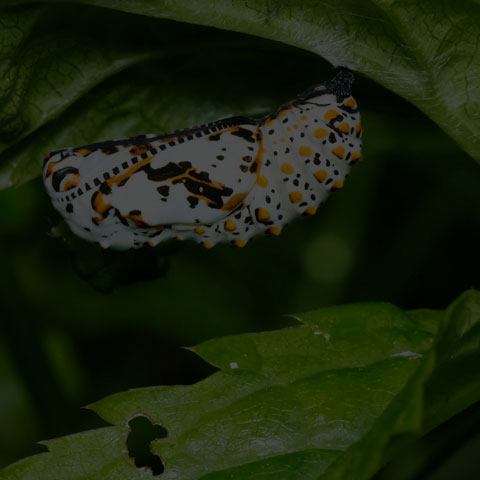 Baltimore Checkerspot